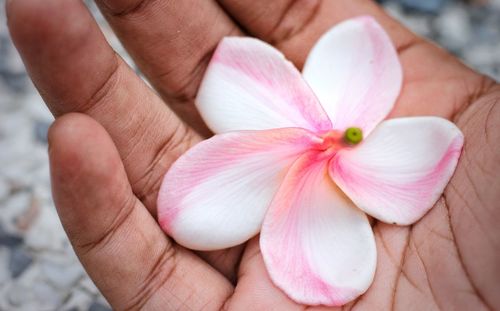 Close-up of hand holding pink flower