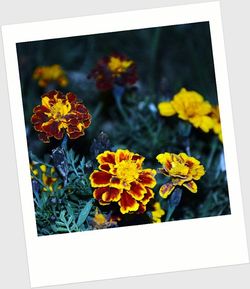 High angle view of yellow flowers