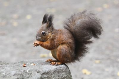 Close-up of squirrel