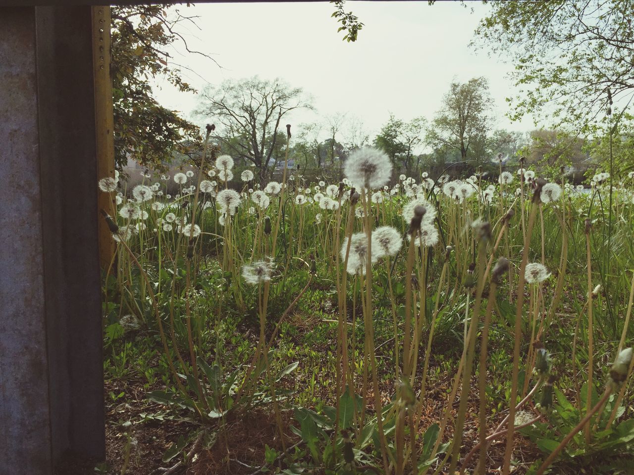 flower, growth, freshness, beauty in nature, plant, nature, field, fragility, white color, clear sky, stem, blooming, day, tranquility, growing, no people, outdoors, tree, close-up, flower head