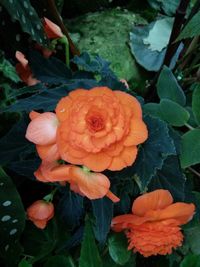 Close-up of orange flowers blooming outdoors