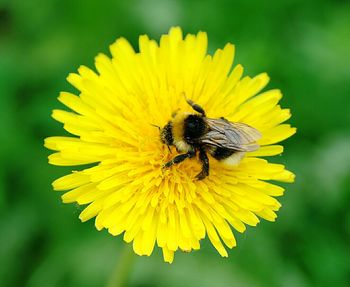 Close-up of bee on flowers against blurred background