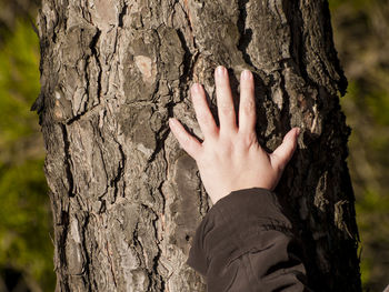 Cropped hand touching tree