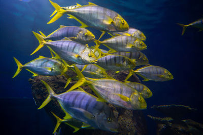 Close-up of fish swimming in sea