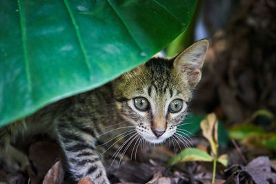 Close-up portrait of a cat