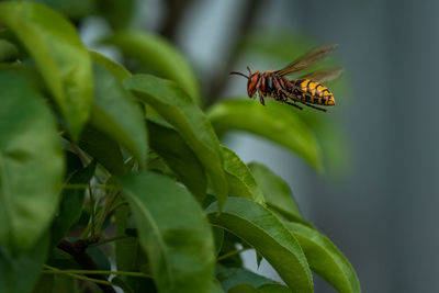 animal wildlife