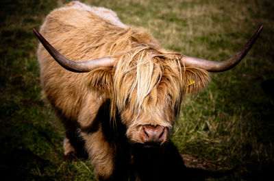 Close-up of a horse on field