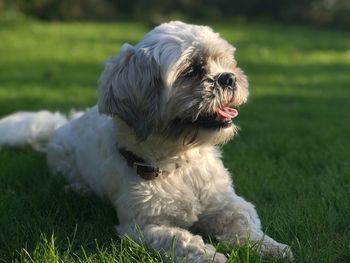 Close-up of dog sitting on grass field