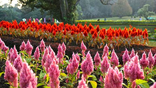 Flowers growing in field