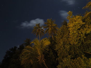 Low angle view of palm trees against sky at night