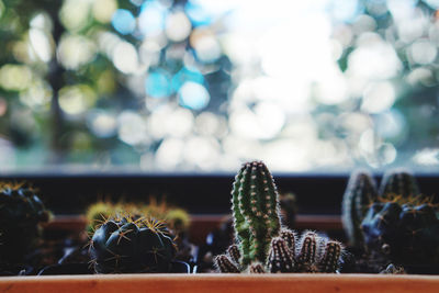 Close-up of cactus plant