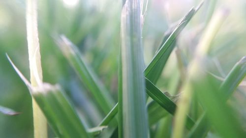 Close-up of wheat plant