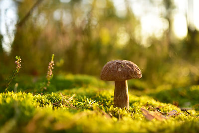 Close-up of mushroom growing on field