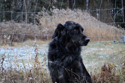 Black dog looking away on field