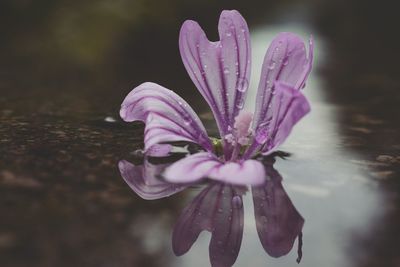 Close-up of pink flower