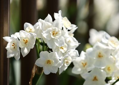 Close-up of white flowering plant