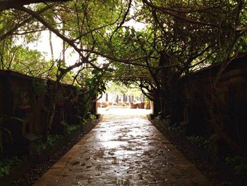 Narrow pathway along trees