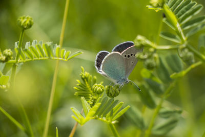 Blue and white butterfly on the green plant during springtime