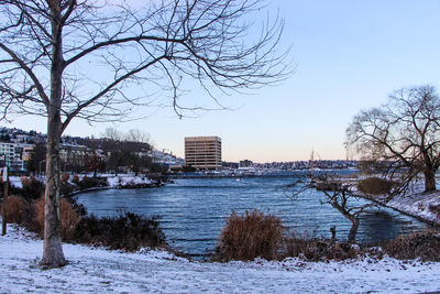 Bare trees by buildings against sky during winter