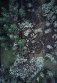 Image of plants and trees in forest