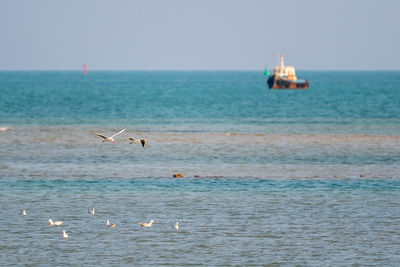 View of seagulls in sea
