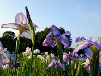 Purple flowers growing on plant against clear sky