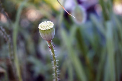 Close-up of flower blooming outdoors