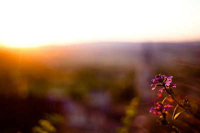 Close-up of flowers growing in field