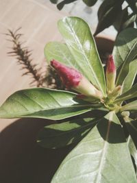 Close-up of leaves