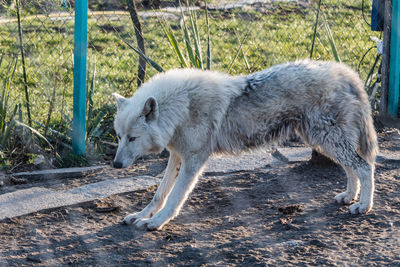 View of a dog walking on land