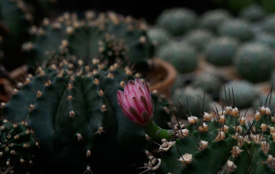 Close-up of pink flowering plant