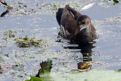 Duck swimming on lake