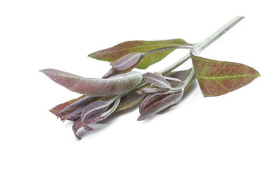 Close-up of leaves against white background