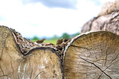 Close-up of logs in forest