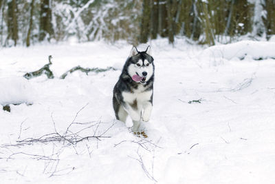 Dogs on snow covered field