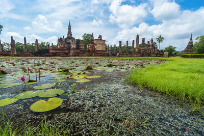 Water lilies in pond against sky