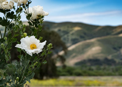 Close-up of white flowers blooming in field