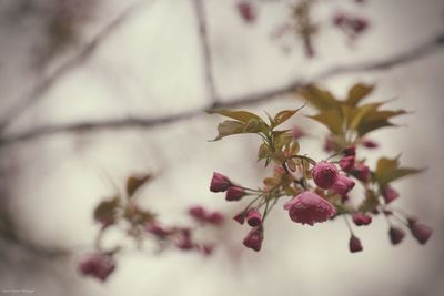 Close-up of flowering plant