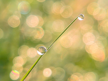 Close-up of water drops on plant