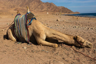 Camel on sand at beach