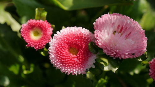 Close-up of pink flowers blooming outdoors