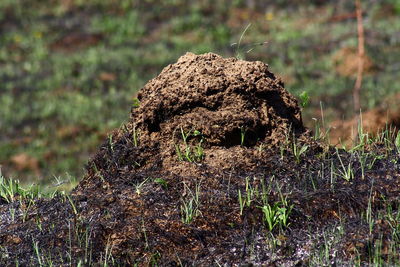 Close-up of dead plant on field