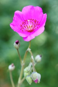 Close-up of pink flower