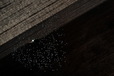 Aerial view of a tractor ploughing a fertile field with a flock of birds scavenging for food in soil