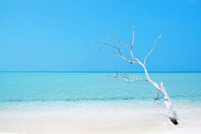 Scenic view of sea against clear blue sky