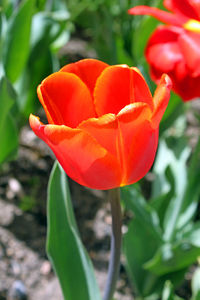 Close-up of red tulip