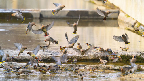 Seagulls flying over lake