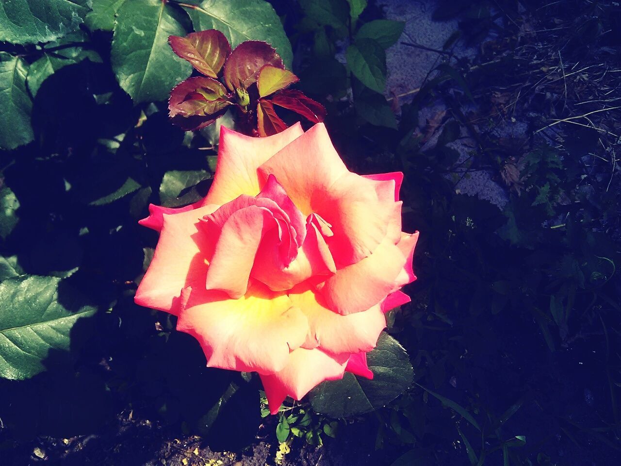 flower, petal, fragility, freshness, flower head, growth, leaf, beauty in nature, close-up, pink color, blooming, nature, plant, in bloom, rose - flower, focus on foreground, blossom, outdoors, day, no people, botany, natural pattern, pollen, softness, tranquility