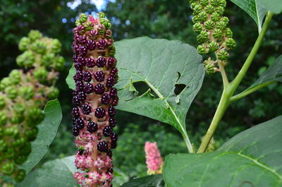 Close-up of flowers blooming outdoors