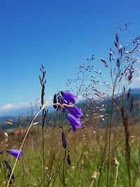 Close-up of purple flowering plants on field against blue sky